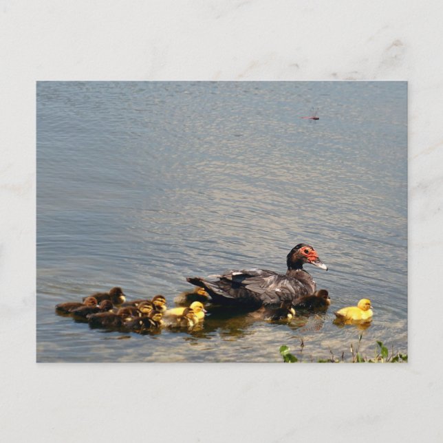 Muscovy Duck Photo Postcard (Front)
