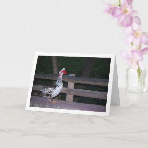 Muscovy duck Portrait Card