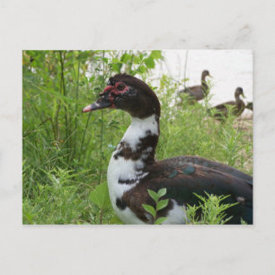 Muscovy duck postcard