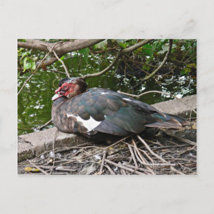 Muscovy duck postcard