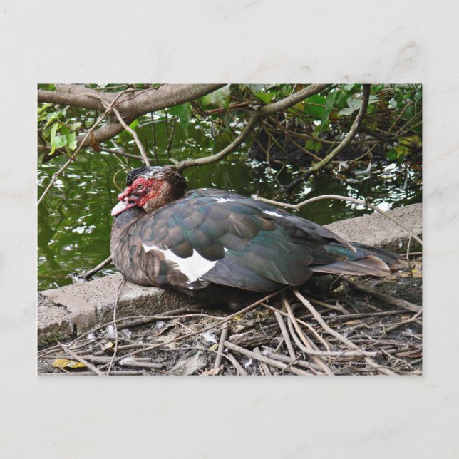 Muscovy duck postcard (Front)