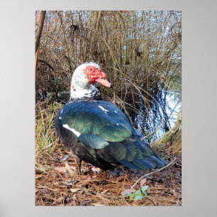 Muscovy duck poster