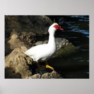Muscovy Duck poster white with red face