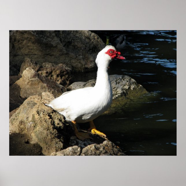 Muscovy Duck poster white with red face (Front)