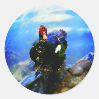 Muscovy Duck Sticker
