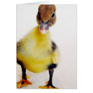 Muscovy Duckling