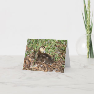 Muscovy Duckling Photo Folded Note Card
