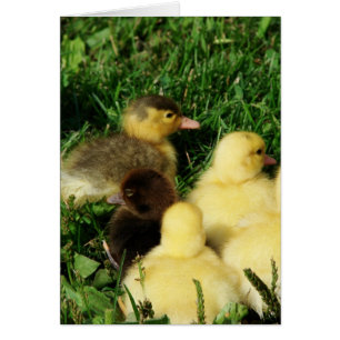 Muscovy Ducklings