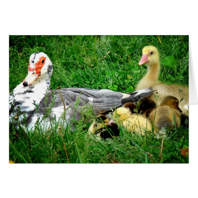Muscovy Family (Front Horizontal)