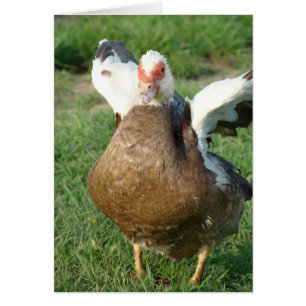 Muscovy Hen