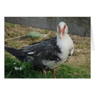Muscovy Hen