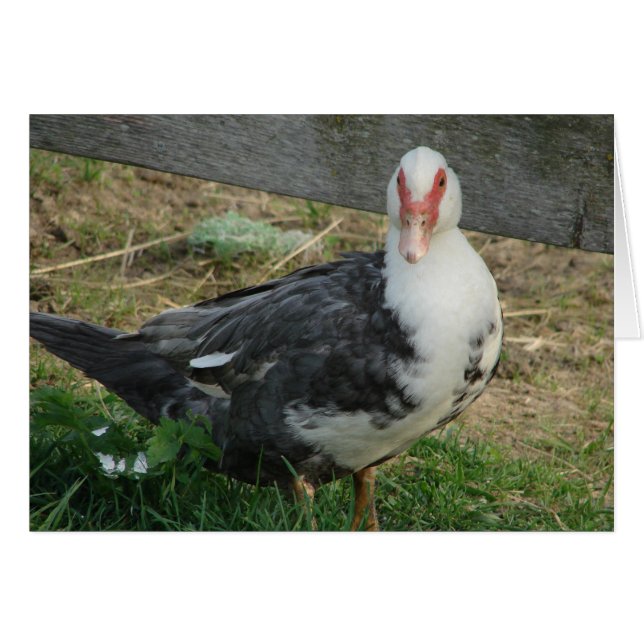 Muscovy Hen (Front Horizontal)