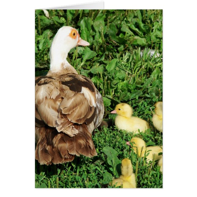 Muscovy Hen and Ducklings (Front)