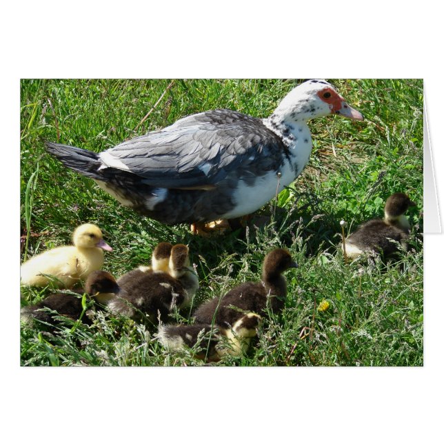 Muscovy Hen and Ducklings (Front Horizontal)