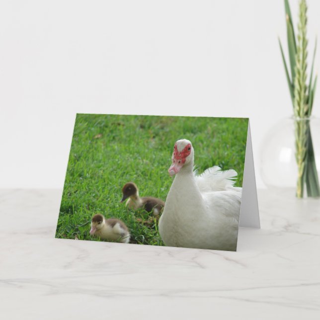 Muscovy Hen And Ducklings Card (Front)