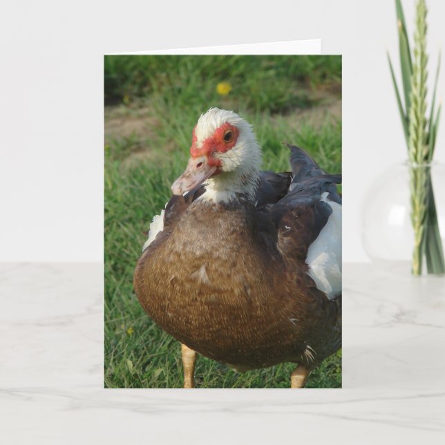 Muscovy Hen Card (Front)
