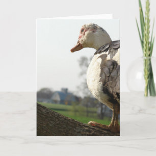 Muscovy Hen in a Tree Card