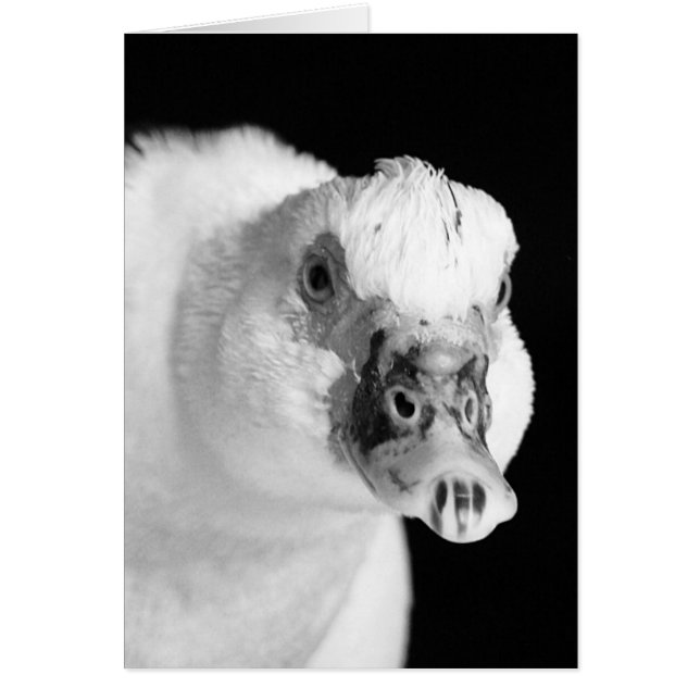 Muscovy Hen in Black and White (Front)