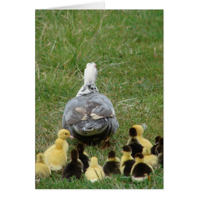 Muscovy Hen Leading Ducklings (Front)