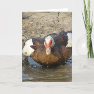 Muscovy Hen Playing in Puddle Card