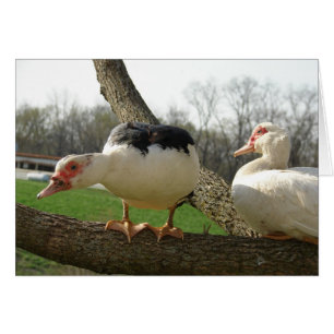 Muscovy Hens in a Tree