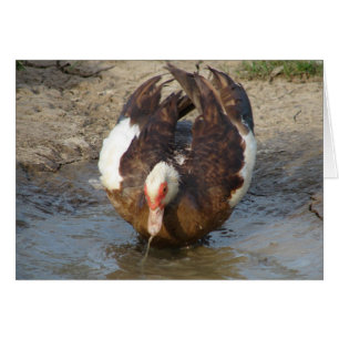 Muscovy Playing in a Puddle