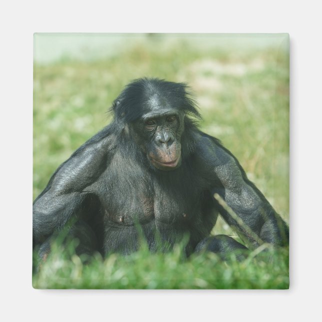 Muscular Bonobo in the Grass Magnet (Front)