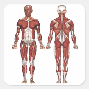 Muscular system, front and back square sticker