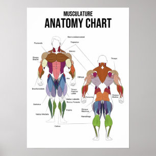 Musculature Anatomy Chart - Muscle Diagram