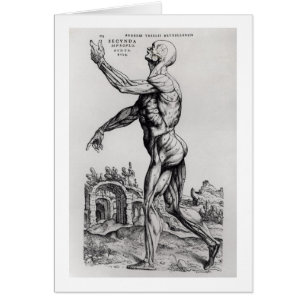 Musculature Structure of a Man (b/w neg & print)