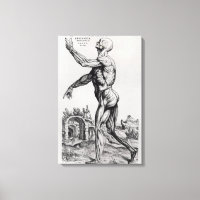 Musculature Structure of a Man (b/w neg & print)