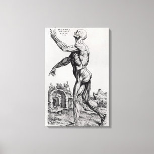 Musculature Structure of a Man (b/w neg & print) Canvas Print