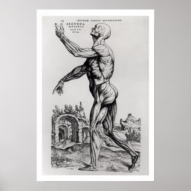 Musculature Structure of a Man (b/w neg & print) Poster (Front)