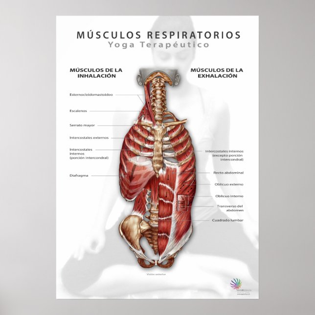 Músculos Respiratorios Poster (Front)