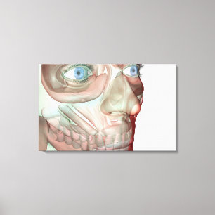 Musculoskeleton of the Face 3 Canvas Print