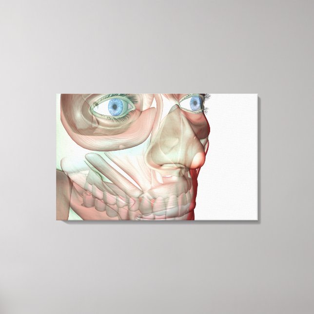 Musculoskeleton of the Face 3 Canvas Print (Front)
