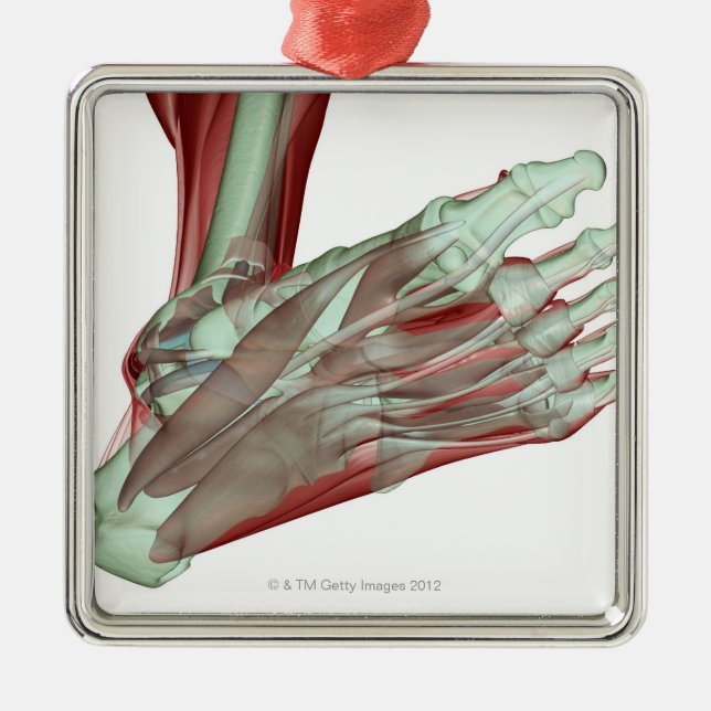 Musculoskeleton of the Foot 2 Metal Tree Decoration (Front)