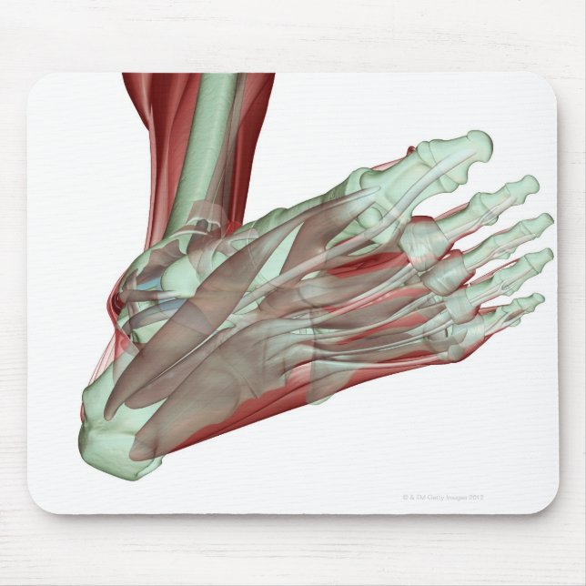 Musculoskeleton of the Foot 2 Mouse Mat (Front)