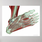 The Biceps And The Triceps Brachii by MedicalRF.com