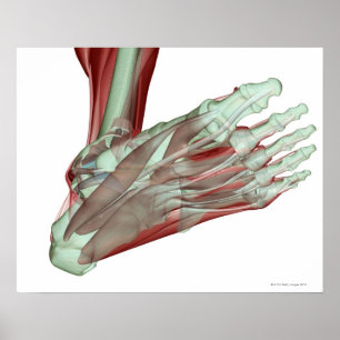 Musculoskeleton of the Foot 2 Poster