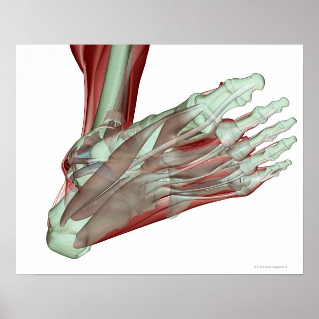 Musculoskeleton of the Foot 2 Poster (Front)
