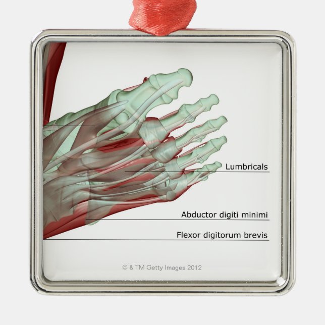 Musculoskeleton of the Foot Metal Tree Decoration (Front)