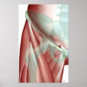 Musculoskeleton of the Hip 3 Poster