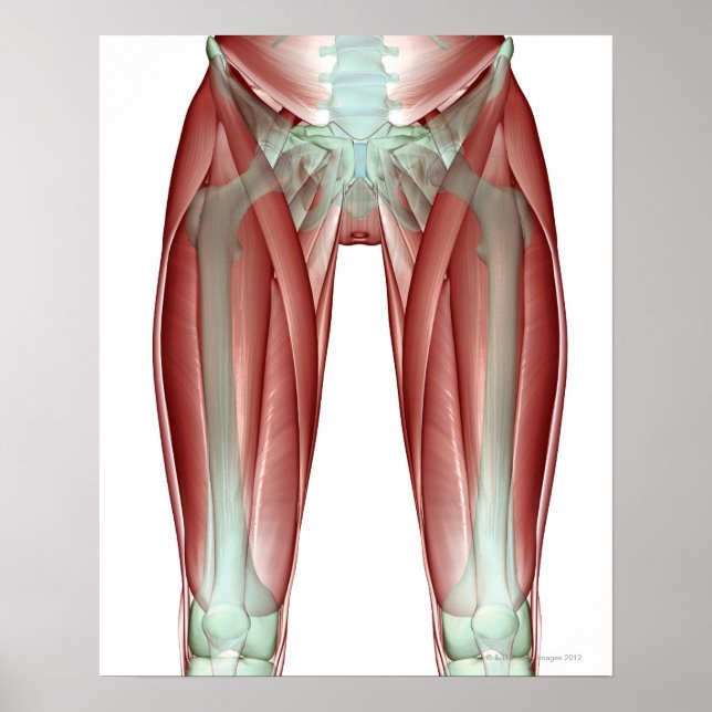 Musculoskeleton of the Lower Limb Poster (Front)