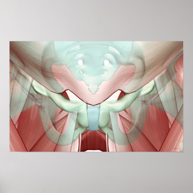 Musculoskeleton of the Pelvis 2 Poster (Front)