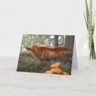 Mushroom13 Card