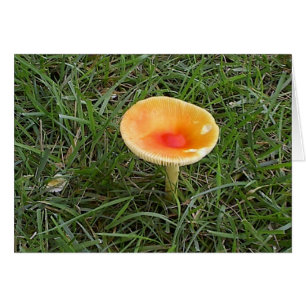Mushroom2