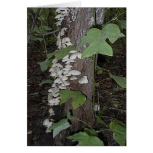 Mushroom4