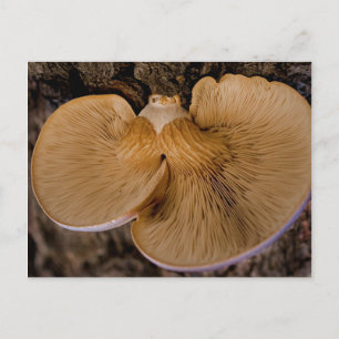 Mushroom 8220 Postcard