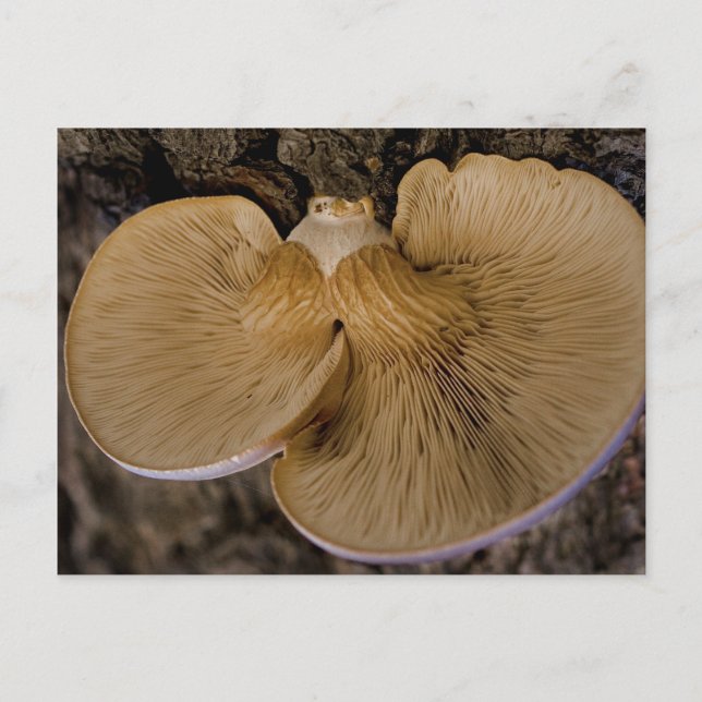 Mushroom 8220 Postcard (Front)